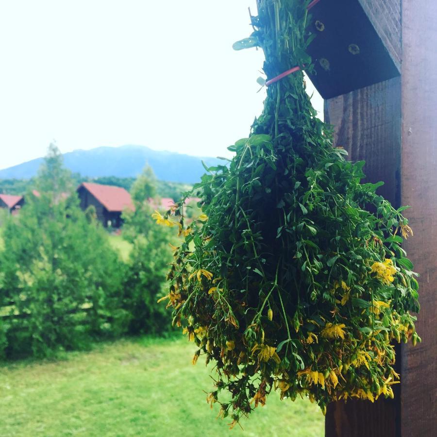 Bran Nori Albi Vila Si Cabana Bran (Brasov) Exterior foto