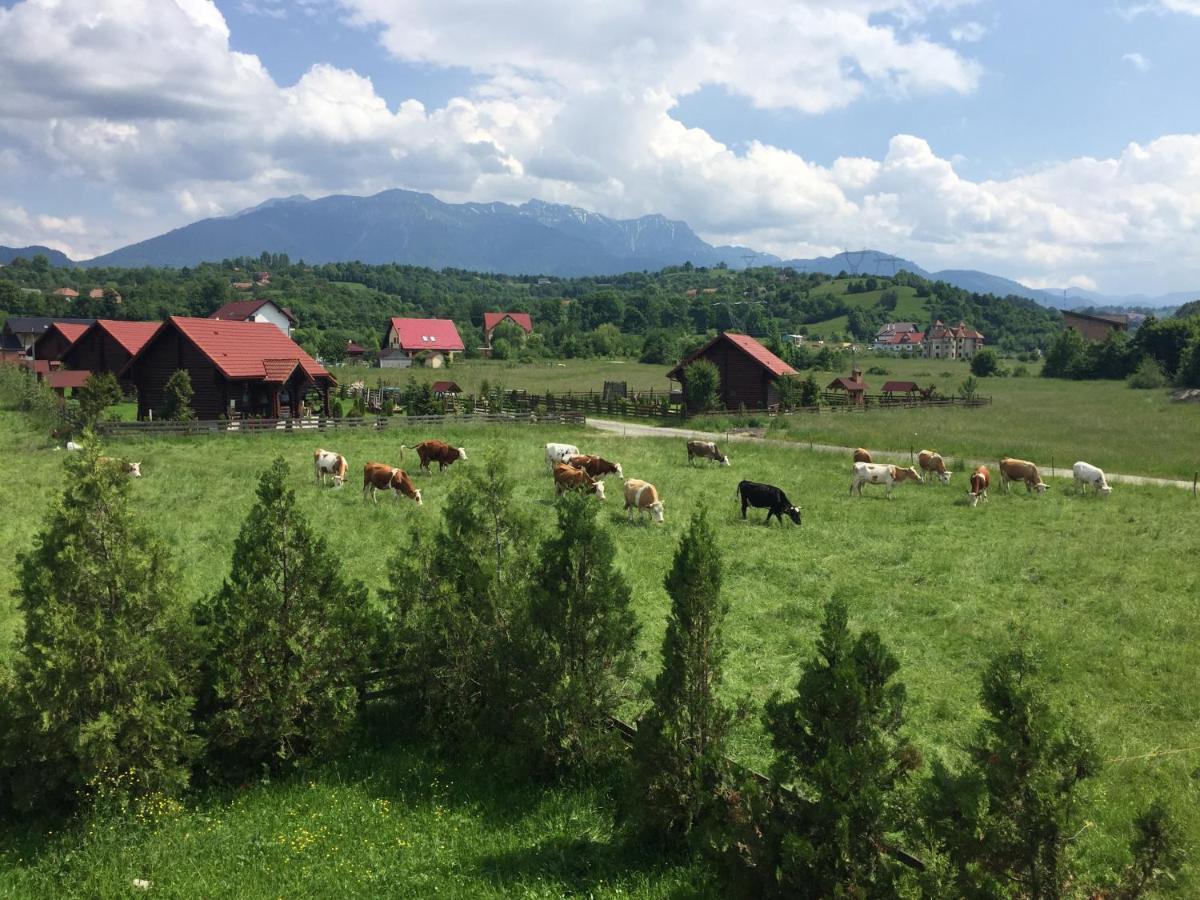 Bran White Clouds House And Chalet Bran (Brasov) Exterior foto
